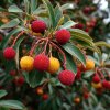 Arbutus unguicularis Rubra