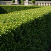 Buxus 2