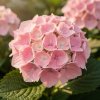 Hortenzie velkolistá 'Pink Sensation'®