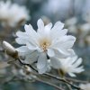 Magnolia stellata 'Royal Star'