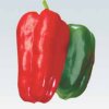 Lamuyo F1 sladká paprika sadenice