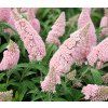 'Little Rockstars'®pink