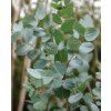 eukalyptus