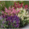 buddleja 3