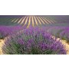 lavenders 894919 1920
