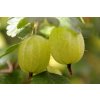 gooseberries 827046 1920