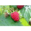 raspberries 2669865 1920