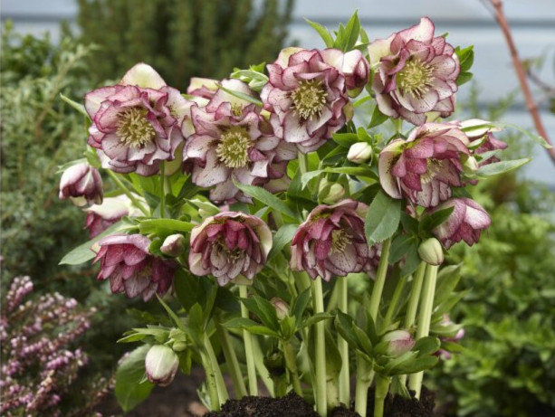 Ako pestovať čemerice? Tieto krásky kvitnú, aj keď sneží