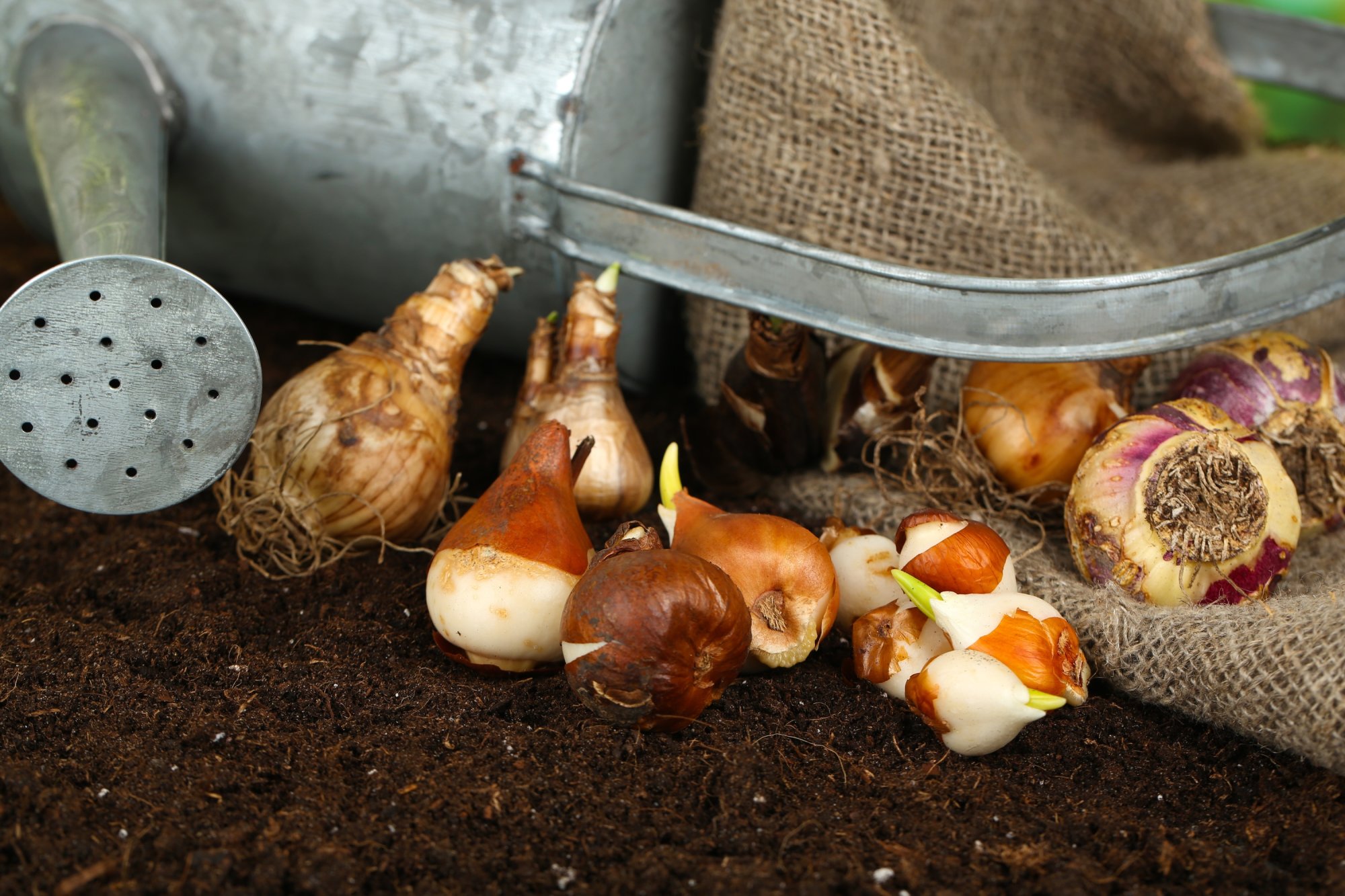 Rýchlenie cibuľovin: Vyčarujte si jar uprostred zimy