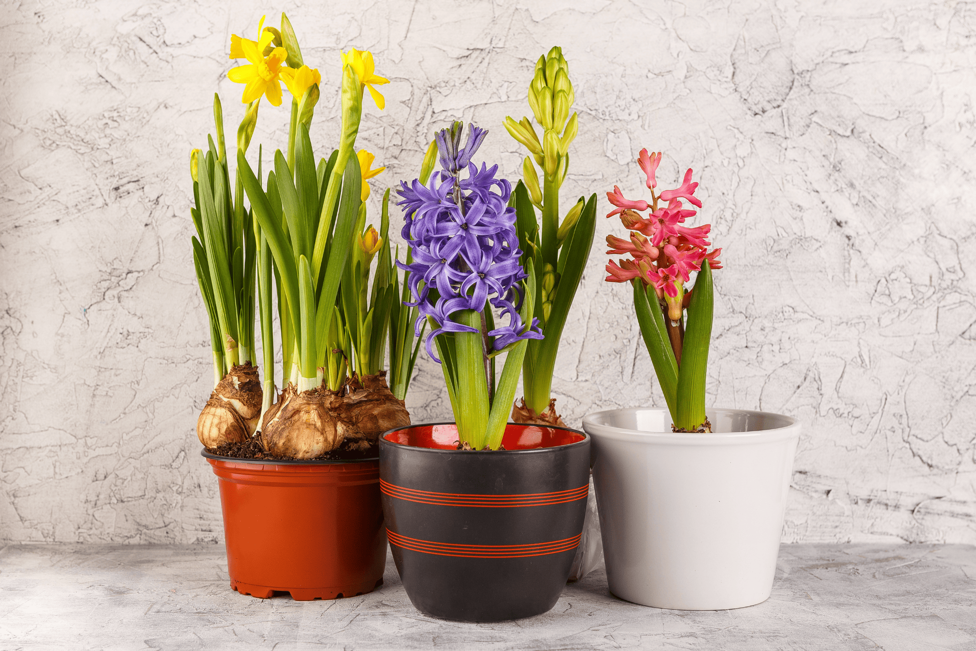 Cibuľoviny v kvetináči: Sprievodca pestovaním od jari do jesene