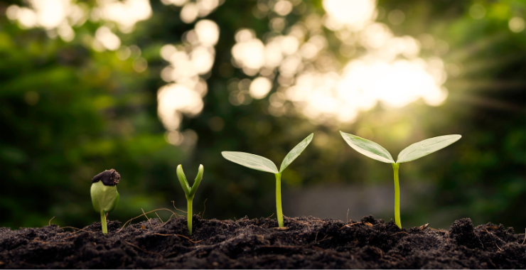 Ako na predpestovanie zeleniny zo semienok