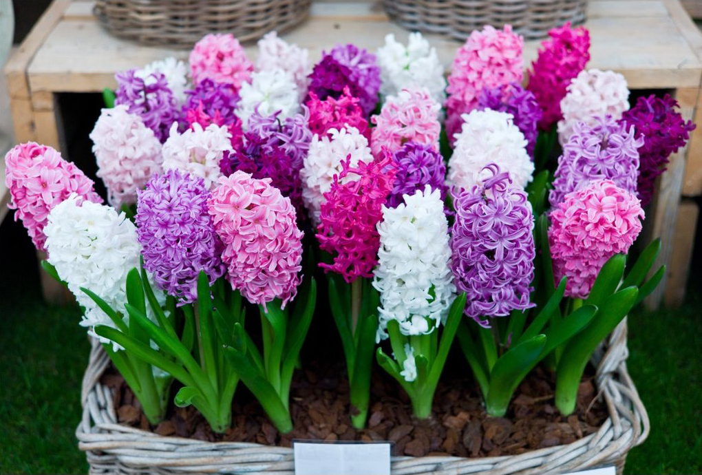 Vypestujte si hyacinty: užite si vôňu bohatých kvetov
