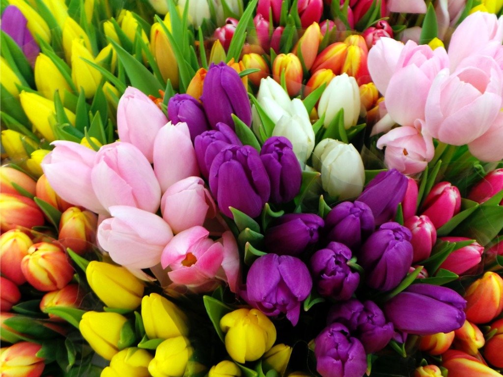 Pestujeme tulipány: Krásne na pohľad a jednoduché na starostlivosť