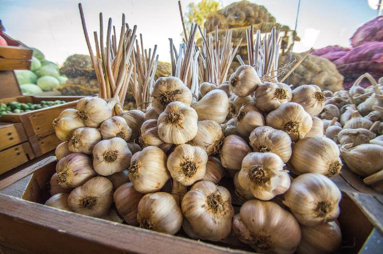 Skladovanie cesnaku vyžaduje tmu a chlad