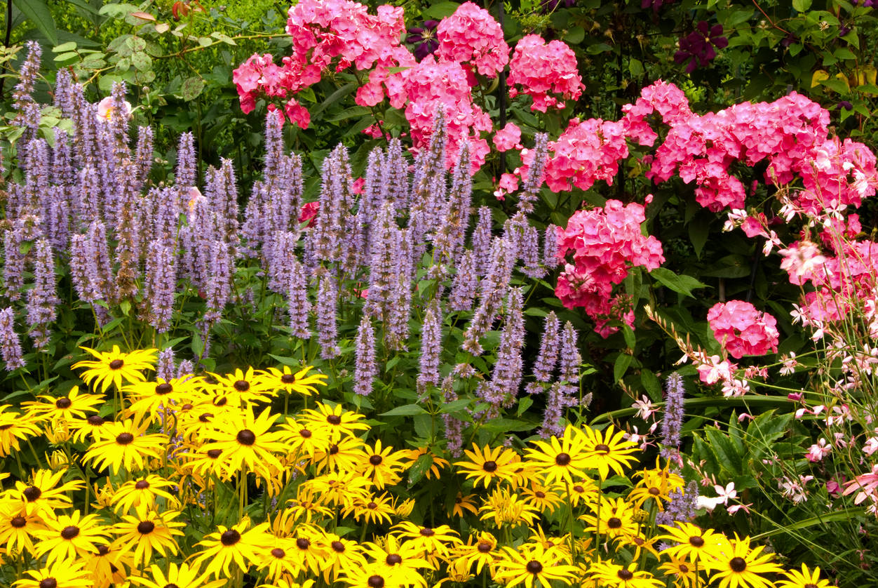 Najobľúbenejšie trvalky: Do tieňa, na slnko, na záhon aj do kvetináča