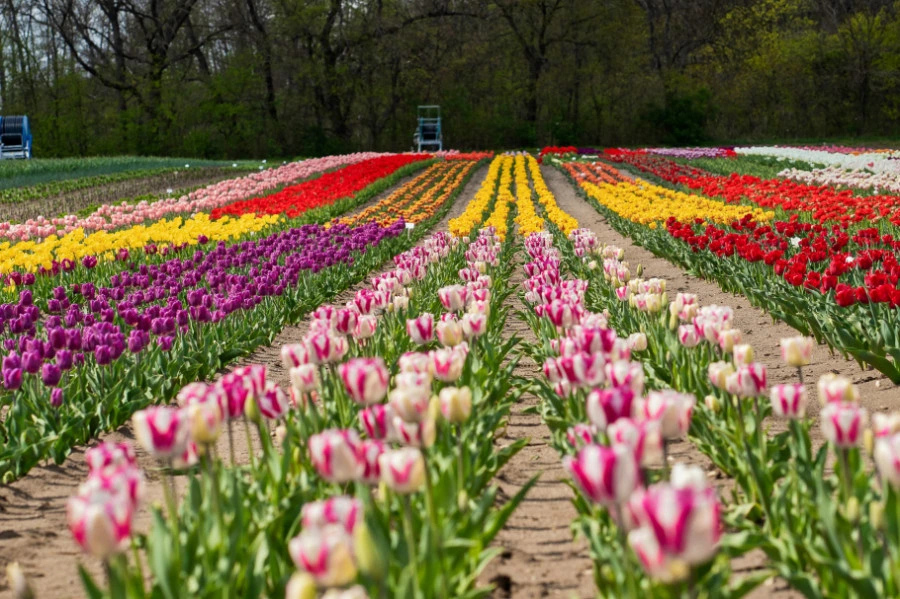 Najobľúbenejšie tulipány: Sprievodca druhmi, ktoré oživia vašu záhradu
