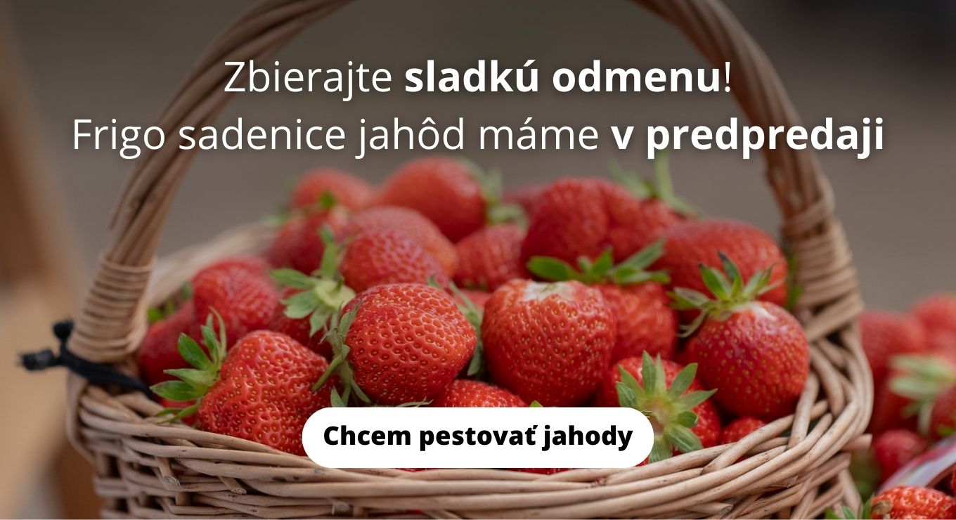 Sadenice jahod