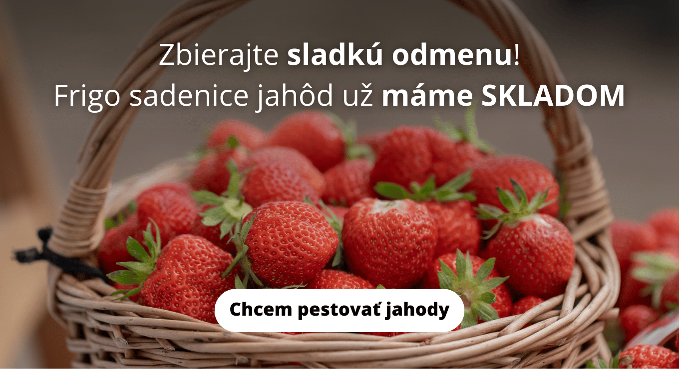 Sadenice jahod