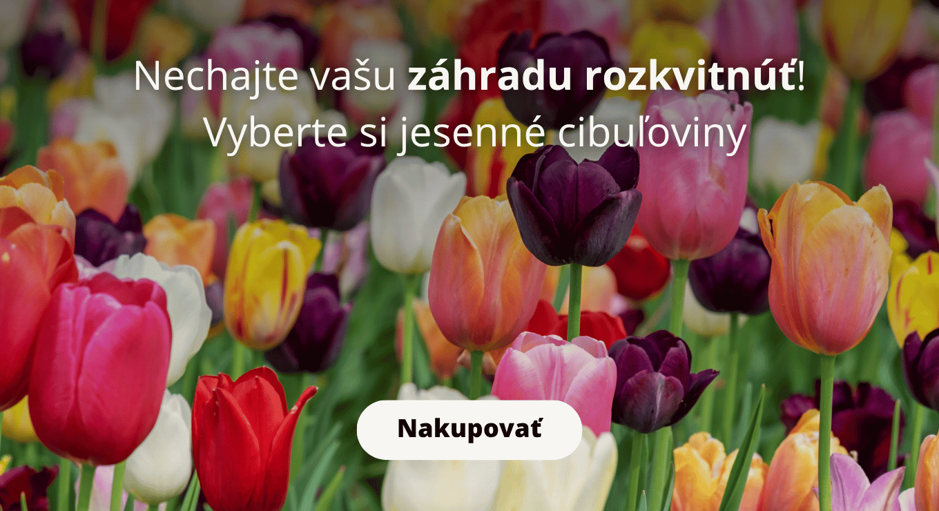 jesenne cibuloviny