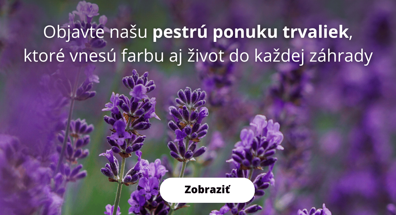 Ponuka trvaliek pre každú záhradu