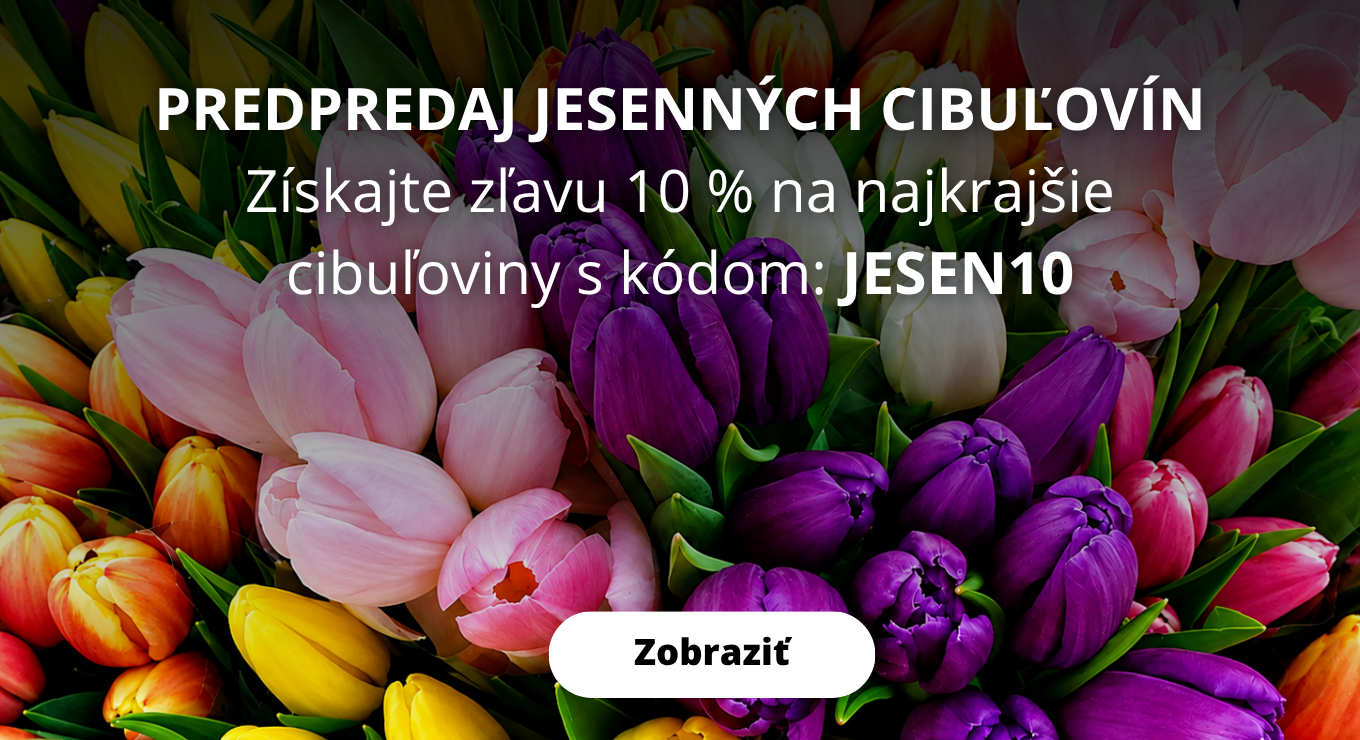 Podzimní cibuloviny