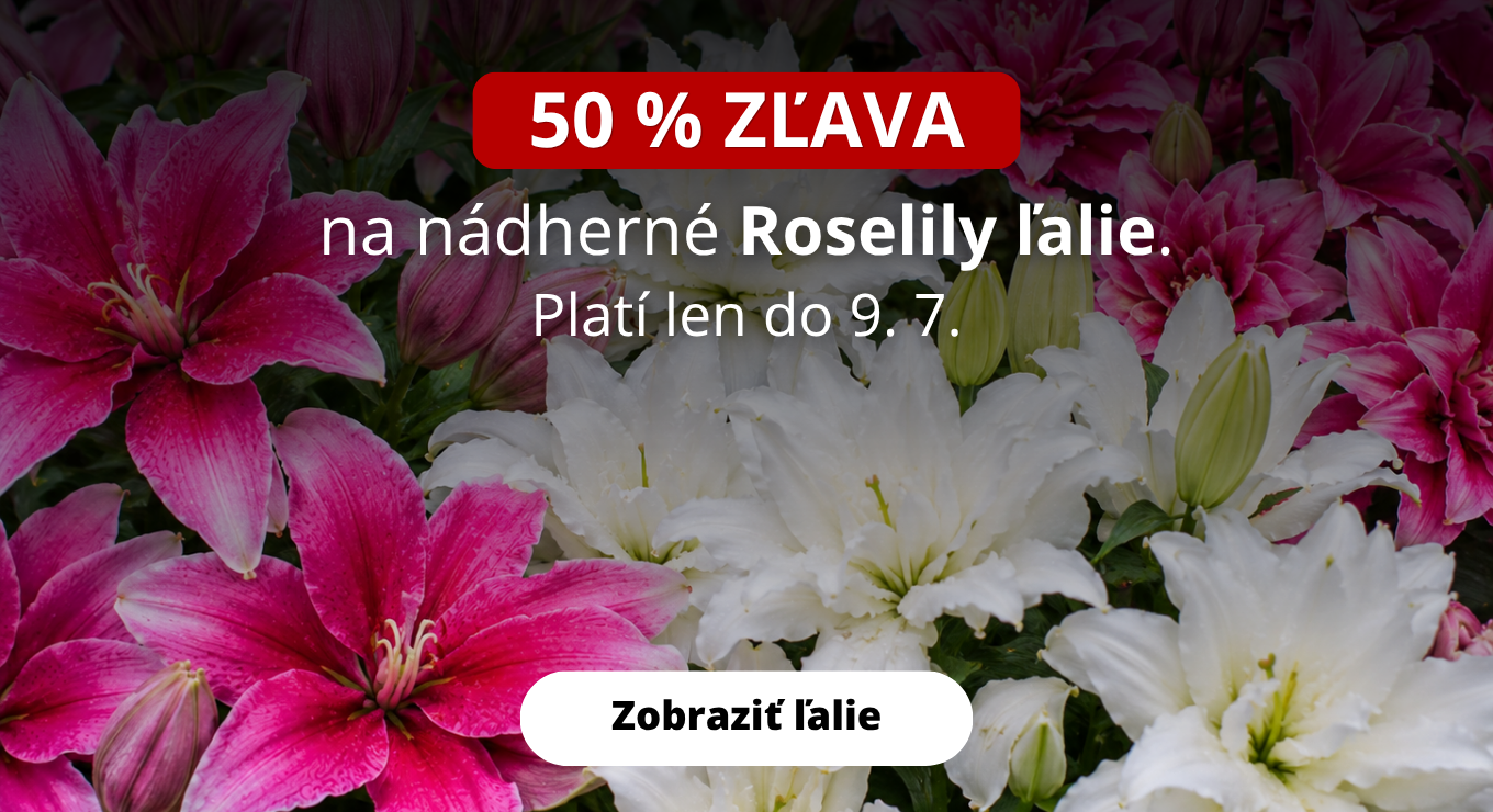 Roselily ľalie zlava 50 %