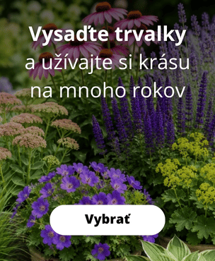 Trvalky v kvetináči