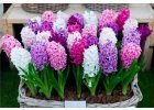 Hyacinty