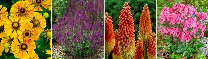 Koláž štyroch trvaliek na slnečné stanovište – šalvia hájna, echinacea, záplevák a kleopatrina ihla
