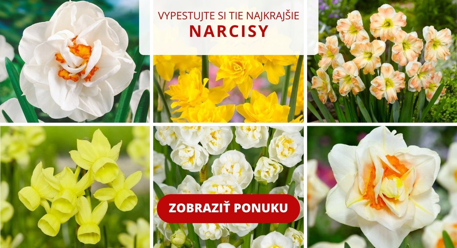 Ponuka narcisov.