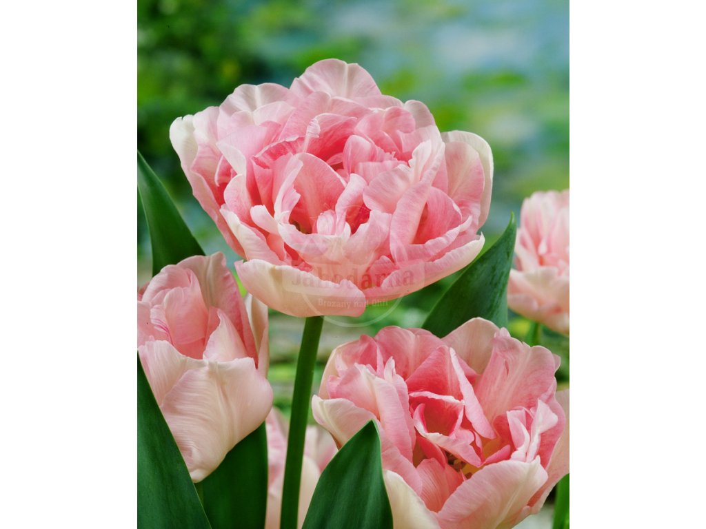 3557 1 tulipan plnokvety angelique 5 ks