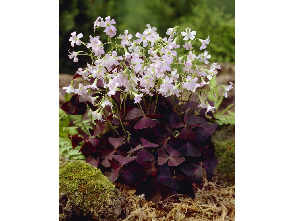 5342 stavel ctyrlistek triangularis 10 ks
