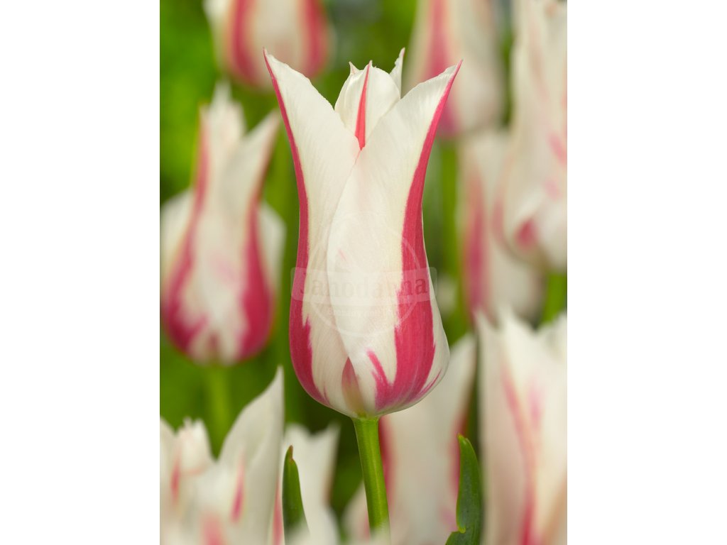 FA 11 0284 Tulipa Marylin