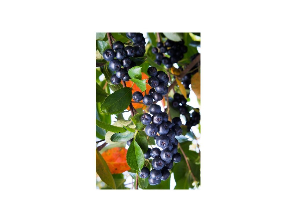 Arónia čerešňolistá 'Nero'