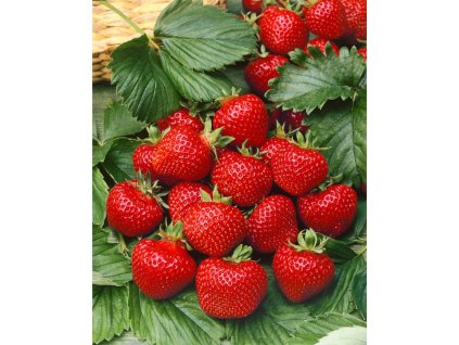 Jahoda 'Korona' 12 ks stredne skorá