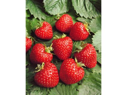 Jahoda 'Ostara' 12 ks stáleplodiaca