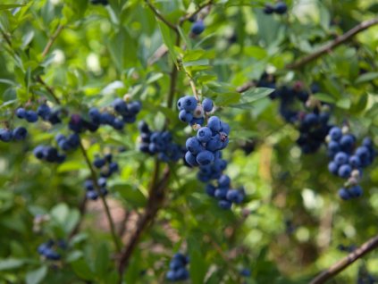 507 1 kanadska boruvka aurora