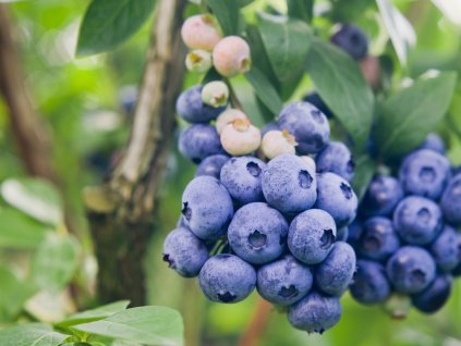 516 1 kanadska boruvka huron