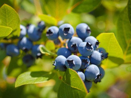 609 1 kanadska boruvka nelson