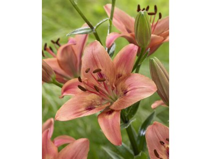 947 lilie tinilco 1 ks