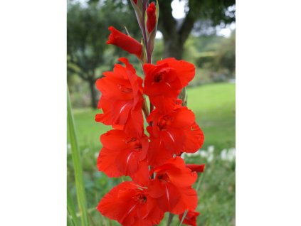 962 mecik fortuna red 5 ks