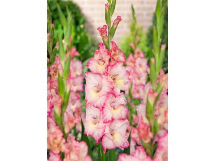 Mečík 'Priscilla' 5 ks (Velikost cibulí 14+)