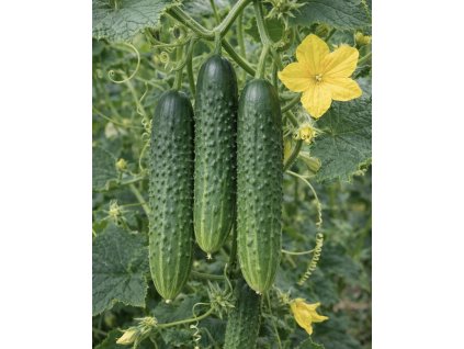 12216BAA 9CE6 49B7 8B21 D846CFEE0CE7