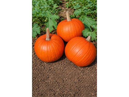 ChatGPT Image 10. 2. 2026 10 04 05