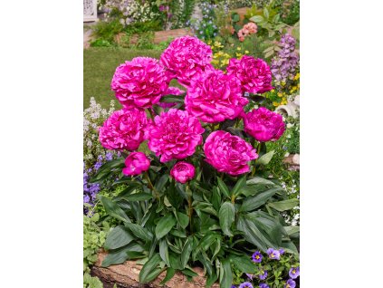 2564 pivonka red 1 ks