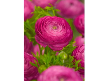 2621 2 pryskyrnik ranunculus pink 3 ks