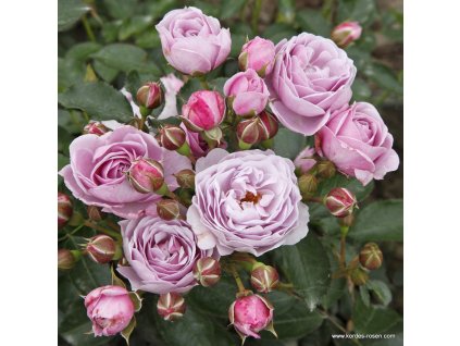 3239 4 mnohokveta ruze kordes nautica 2l kontejner