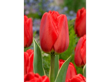 3563 1 tulipan parade 5 ks