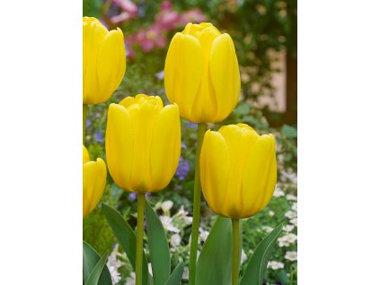 3572 1 tulipan golden apeldoorn 5 ks