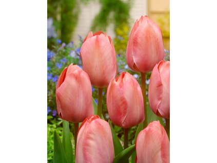 3584 1 tulipan mystic van eijk 5 ks